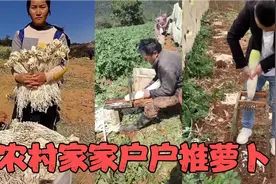 农村家家户户都种萝卜，生活不容易背着娃也要在地里干活,推萝卜视频封面