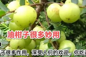 油柑子很多妙用，你们知道吗，吃过吗？视频封面