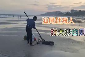 大海退潮，汕尾赶海人，捞到几十斤大沙白贝视频封面
