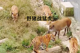 一猪战四虎的结局，看看野生老虎和非野生老虎的差距视频封面