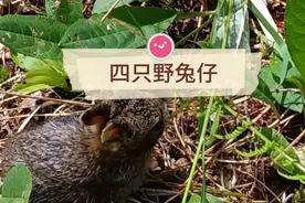 急询，野兔仔拿回家能养活吗？能养活的话，明天我把它们抱回家视频封面