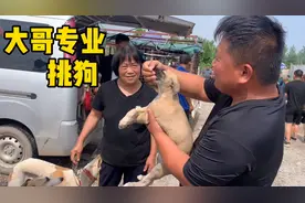大哥挑狗就是专业，双手抓嘴，大妈：你想搞死它吗？不买就滚蛋