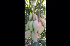 海南挑芒果，一天一人挑至少50担，一担120-150斤！这种苦能吃吗