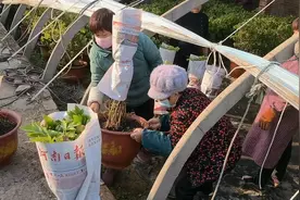 目睹大批量的催花牡丹供应市场外运，拉开了今年春节年宵的序幕视频封面
