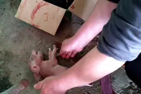 给刚出生的猪宝宝做人工心肺复苏 3视频封面