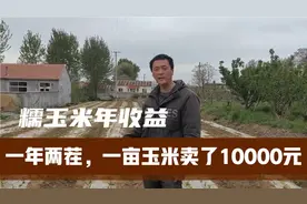 1亩糯玉米怎么做到年收益10000元？种植户详细讲解：从种植到销售视频封面