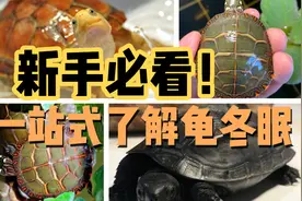 龟需要冬眠？一个视频帮你马上明白龟冬眠！视频封面