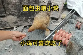 面包虫喂小鸡  小鸡可喜欢吃了