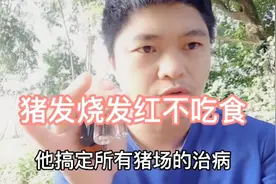 猪身上发红不吃食，一种可以把猪身上发红不吃食治好，4种备用的视频封面