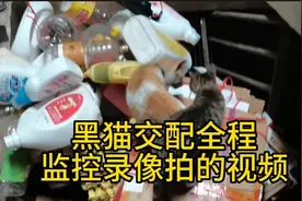 黑猫和隔壁家黄猫交配视频，被监控录像拍下来，我也看到啦视频封面
