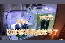 闲鱼上的同城鱼缸好像价格都比外地贵，孔雀鱼的产房是不是有点小视频封面