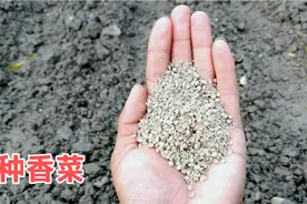种香菜时要注意哪些？种子先破壳后播种出芽全，芫荽苗旺叶片嫩绿视频封面