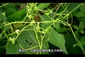 菟丝子视频封面