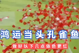 鸿运当头孔雀鱼做好以下几点体色更红视频封面
