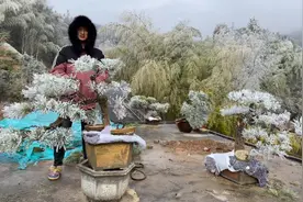 零下十几度黑松和映山红到底会不会冻死，我来告诉粉丝们答案视频封面