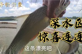 夏季如何选择钓深还是钓浅？测试深水区坐钓鲮鱼，惊喜连连！视频封面
