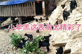 小羊太有活力了，在斜坡蹦蹦跳跳展现弹跳能力，这表演太精彩了