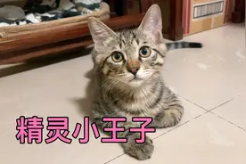 粉丝朋友们说小奶猫有山猫的基因，大耳朵高长腿，尾巴出奇的长！视频封面