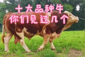 十大品种牛，你们见过几个，哪个更适合养殖