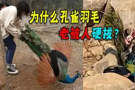 男童顽皮暴摔孔雀，母亲哄孩子拔孔雀羽毛！为啥受伤的总是孔雀？视频封面