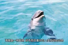 为什么海豚会对人感兴趣？为什么会被海豚侵犯？视频封面