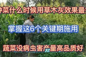 农村菜园种菜用草木灰，掌握这6个关键期施用，蔬菜没病虫害高产视频封面