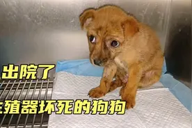 被丢弃在垃圾桶里的生殖器坏死的狗狗，在今天终于出院了！视频封面