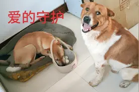 暖心的一幕，狗爸爸给刚生完小狗的狗妈妈送好吃的，真爱啊！视频封面