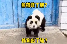 这是什么动物？熊猫劈了腿？还是修狗出了轨？视频封面
