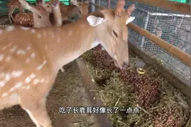 煮黄豆喂鹿，提高蛋白，食槽里剩下的干草，又加工成颗粒给它吃视频封面