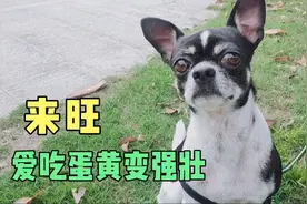 狗子爱吃蛋黄，吃蛋黄会变强壮，变漂亮视频封面