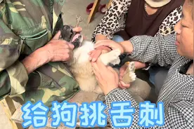 刚吃食的小奶狗要挑舌刺，不挑会被活活饿死，也是分区域分品种的视频封面
