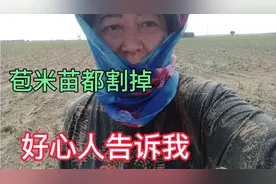 冰雹打过第三天，把苞米苗都割掉，能行吗？视频封面
