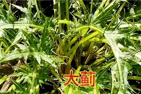 大蓟的功效视频封面