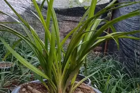 无花可以赏叶的云南大绿兰你喜欢了吗？视频封面
