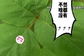 大自然馈赠之 葛根 （柴葛）有哪些药用价值呢？现代应用有哪些视频封面