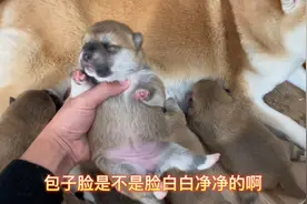 开饭啦，小柴犬宝宝们已经迫不及待了，狗妈妈每天喂养八只小宝宝视频封面