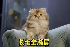 长毛金渐层猫和短毛金渐层猫有何差距，长毛金渐层品相究竟如何？
