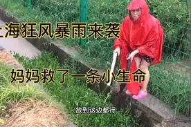 上海狂风暴雨来袭，妈妈在水渠里救了一条小生命，支持正能量视频封面