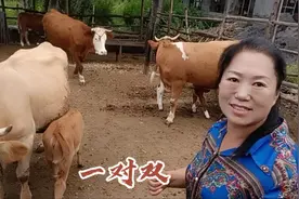 黑龙江养殖户养的母牛，下崽都是雨牛，养牛人说小雨牛比小牤牛贵视频封面