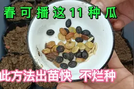早春可播的11种瓜，按此方法播种育苗，出苗快，不烂种视频封面