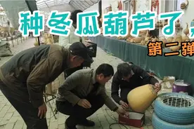 春天来了又到了种葫芦的季节，开个烙画大冬瓜葫芦视频封面