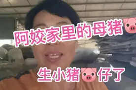 阿姣家里母猪生小猪了，很好的小猪，大家快来看看吧！视频封面