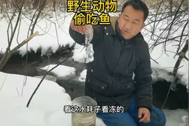 东北林区下大雪凿冰捕鱼，小时候的方法真好，野生动物又偷吃好多视频封面