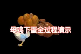 母鸡下蛋全过程演示，值得收藏！视频封面