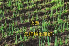 什么时候种葱好？怎样播种出苗好？掌握好了正确时间和方法很重要