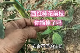 西红柿不光要打叉，花前枝你掐掉了呢？看完视频就明白了视频封面