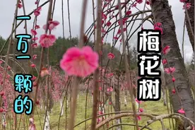 一万一颗的梅花树到底是什么样子的 竟然还有400亩 ！视频封面