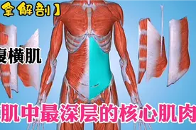 腹肌中最深层的核心肌肉——腹横肌【推拿解剖】