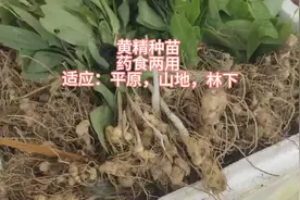 黄精又名老虎姜视频封面